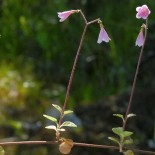 Moosglöckchen (Linnaea borealis), Foto: Jouko Lehmuskallio